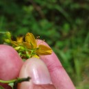Hypericum perforatum  L.Hypericum perforatum L.