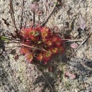 Drosera rotundifolia L.Drosera rotundifolia L.