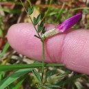 Vicia sativa L. subsp. nigra Ehrh.Vicia sativa L. subsp. nigra Ehrh.