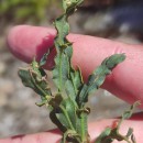 Genista tridentata L. subsp. cantabrica (Spach) NymanGenista tridentata L. subsp. cantabrica (Spach) Nyman
