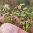 Erigeron floribundus (Kunth) Sch.Bip.Erigeron floribundus (Kunth) Sch.Bip.