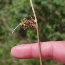 Juncus effusus L.Juncus effusus L.
