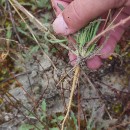 Leontodon saxatilis Lam.Leontodon saxatilis Lam.