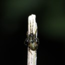 Platnickina tincta (Walckenaer, 1802)Platnickina tincta (Walckenaer, 1802)