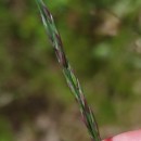Molinia caerulea (L.) MoenchMolinia caerulea (L.) Moench