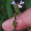 Verbena officinalis L.Verbena officinalis L.