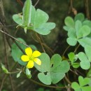 Oxalis corniculata L.Oxalis corniculata L.