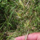 Helictochloa marginata (Lowe) Romero ZarcoHelictochloa marginata (Lowe) Romero Zarco