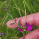 Vicia sativa L. subsp. nigra Ehrh.Vicia sativa L. subsp. nigra Ehrh.
