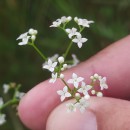 Galium palustre L.Galium palustre L.