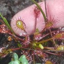 Drosera intermedia HayneDrosera intermedia Hayne