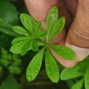 Galium aparine L.Galium aparine L.