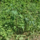 Datura stramonium L.Datura stramonium L.