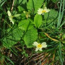 Primula vulgaris Huds.Primula vulgaris Huds.