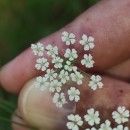 Trocdaris verticillatum (L.) Raf.Trocdaris verticillatum (L.) Raf.