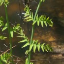 Osmunda regalis L.Osmunda regalis L.