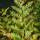 Osmunda regalis L.Osmunda regalis L.