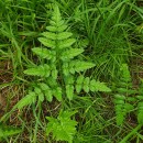 Angelica major Lag.Angelica major Lag.