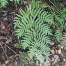 Osmunda regalis L.Osmunda regalis L.