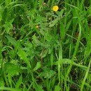 Sonchus oleraceus L.Sonchus oleraceus L.