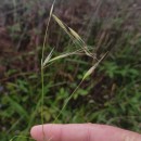 Avena barbata Pott subsp. barbataAvena barbata Pott subsp. barbata