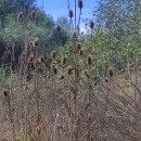 Dipsacus fullonum L.Dipsacus fullonum L.