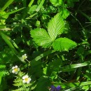 Fragaria vesca L.Fragaria vesca L.