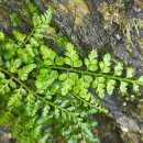 Asplenium obovatum Viv. subsp. billotii (F.W.Schultz) O.Bolòs, Vigo, Masalles & NinotAsplenium obovatum Viv. subsp. billotii (F.W.Schultz) O.Bolòs, Vigo, Masalles & Ninot