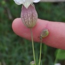 Silene uniflora RothSilene uniflora Roth