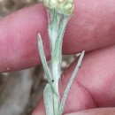 Helichrysum luteoalbum (L.) Rchb.Helichrysum luteoalbum (L.) Rchb.