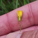 Crepis capillaris (L.) Wallr.Crepis capillaris (L.) Wallr.