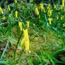 Narcissus cyclamineus DC.Narcissus cyclamineus DC.