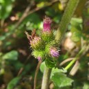 Arctium minus  Bernh.Arctium minus  Bernh.