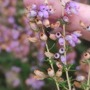 Erica cinerea L.Erica cinerea L.