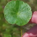 Hydrocotyle vulgaris L.Hydrocotyle vulgaris L.