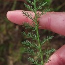 Achillea millefolium L.Achillea millefolium L.