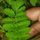 Erodium moschatum (L.) L’Her.Erodium moschatum (L.) L’Her.