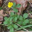 Potentilla erecta (L.) Raeusch.Potentilla erecta (L.) Raeusch.