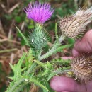Cirsium vulgare (Savi) Ten.Cirsium vulgare (Savi) Ten.