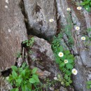 Erigeron karvinskianus DC.Erigeron karvinskianus DC.