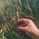 Deschampsia cespitosa (L.) P.Beauv.Deschampsia cespitosa (L.) P.Beauv.