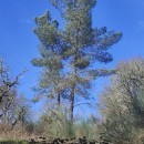 Pinus pinaster AitonPinus pinaster Aiton