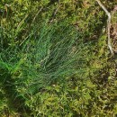 Agrostis curtisii KerguélenAgrostis curtisii Kerguélen