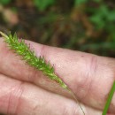 Carex laevigata Sm.Carex laevigata Sm.