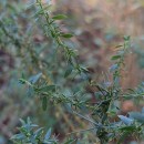 Genista berberidea LangeGenista berberidea Lange