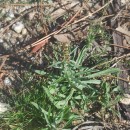 Gamochaeta calviceps (Fernald) CabreraGamochaeta calviceps (Fernald) Cabrera