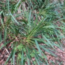 Cordyline australis Endl.Cordyline australis Endl.