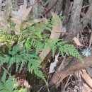 Asplenium onopteris L.Asplenium onopteris L.