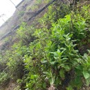 Trachelium caeruleum  L.Trachelium caeruleum  L.