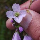 Cardamine pratensis  L.Cardamine pratensis  L.